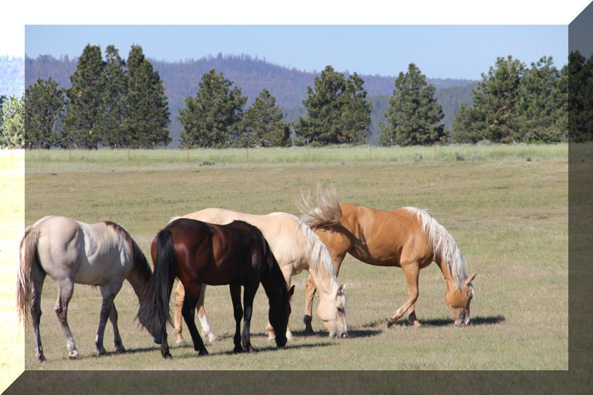 Flying H Ranch Quarter Horses